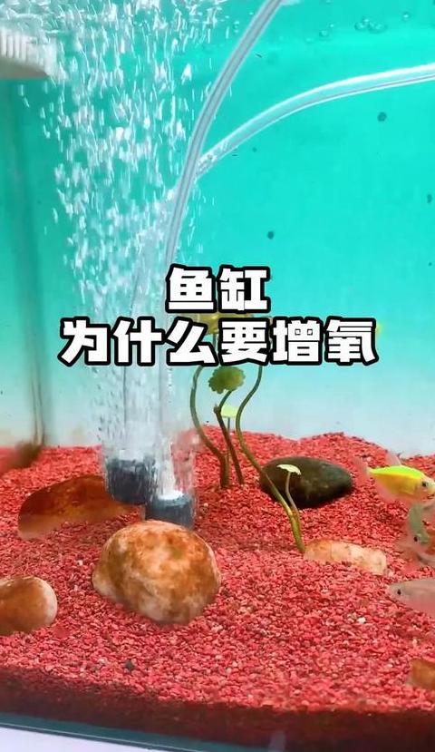 鱼缸增氧方法全解析