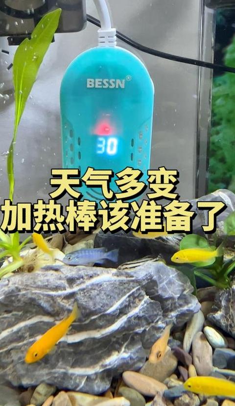 冬季金鱼养殖：是否需要加热棒及换水频率指南