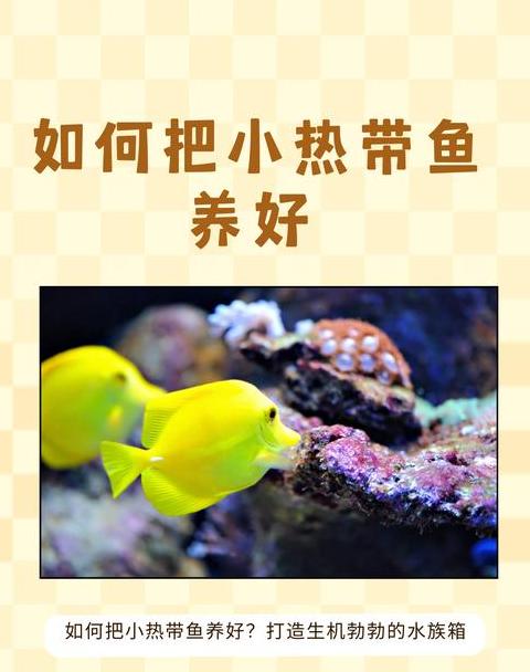 小缸热带鱼混养攻略：鱼种搭配与养殖技巧