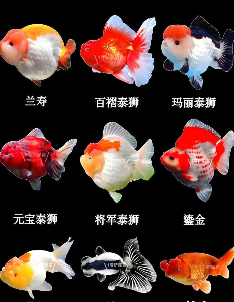 金鱼风水指南：养几条最旺财，鱼缸摆放风水秘诀